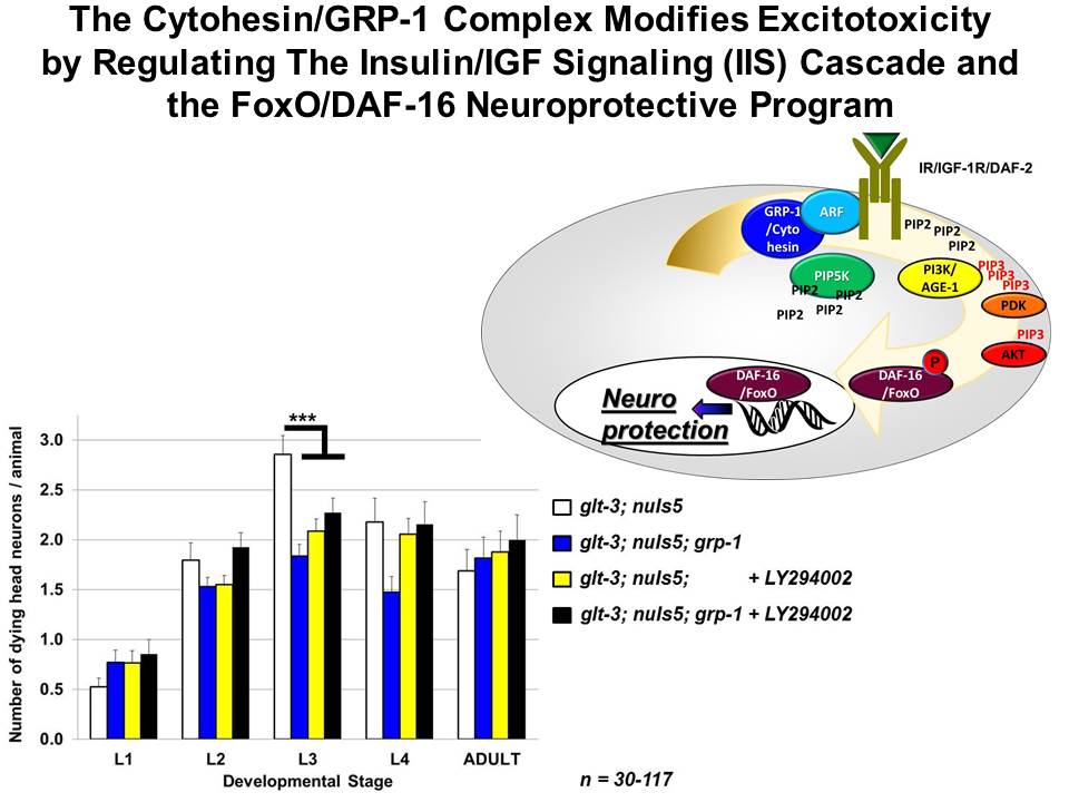 Cytohesin