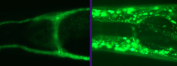 Left: Expression of glt-3 in the canal cell Right: Expression of glt-1 around the nerve ring